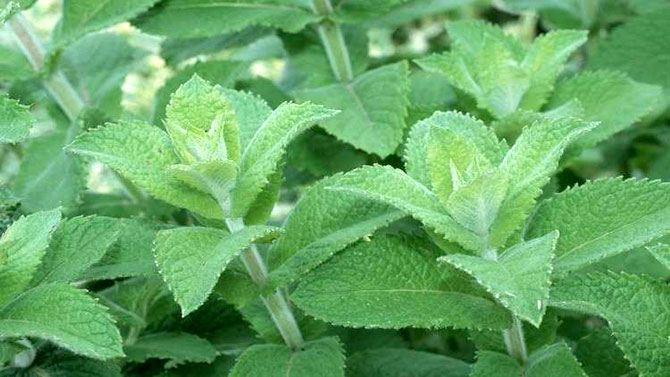 ما خطورة ورق النعناع على الرجال؟