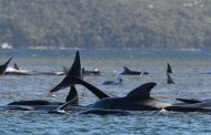 نفوق مئات الحيتان الطيارة في أكبر حدث من نوعه بتاريخ أستراليا