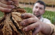 مزارعو التبغ في عيترون ورميش: لرفع أسعار تسليم المحصول تماشيا مع ارتفاع الغلاء المعيشي