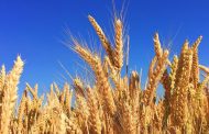 إرتفاع أسعار القمح يهدّد العالم بالمجاعة