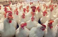 نقابة الدواجن: أسعار الدجاج ومقتطعاته مستقرة ولا حاجة للإستيراد