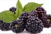 ماذا يحدث لجسمك عند تناول التوت يوميا؟