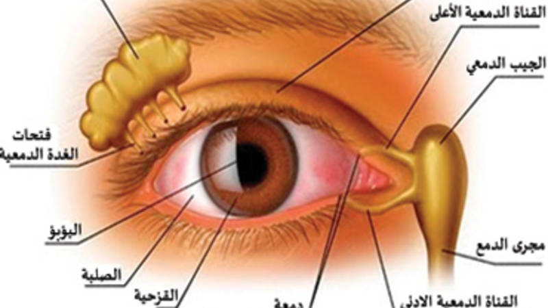 هل قلة شرب المياه تسبب جفافا للعين أو ضعف النظر؟