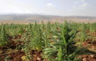 لجنة الزراعة أوصت بإطلاق الهيئة الناظمة لزراعة القنب الهندي وتعزيز التعاون مع النقابات