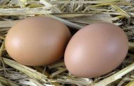 ماذا يحدث إذا تناول الإنسان البيض يوميا؟