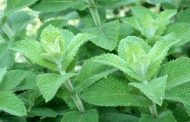ما خطورة ورق النعناع على الرجال؟