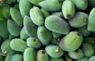 لمحبي اللوز الأخضر.. هل تعرفون هذه المعلومات عنه؟