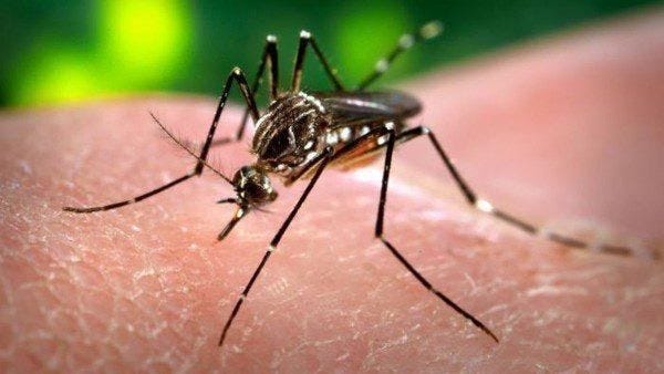 مسؤولو الصحة.. الاشتباه بفيروس قاتل نادر للغاية ينقله البعوض في ميشيغان