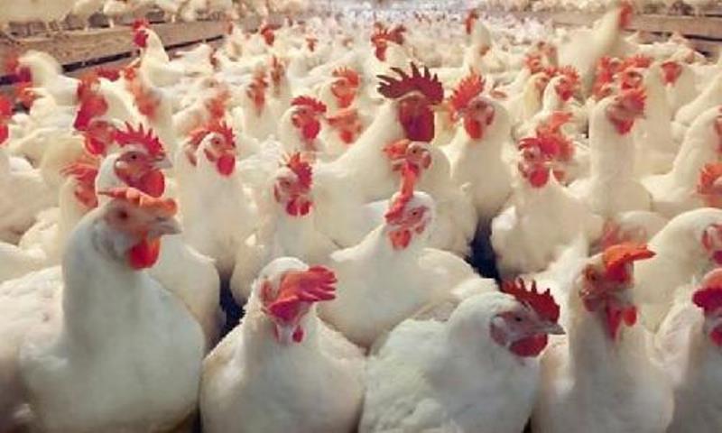 نقابة الدواجن: أسعار الدجاج ومقتطعاته مستقرة ولا حاجة للإستيراد