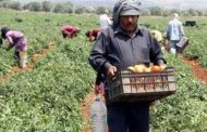 مزارعو الجنوب: كارثة زراعية ما لم ينفّذ الدعم