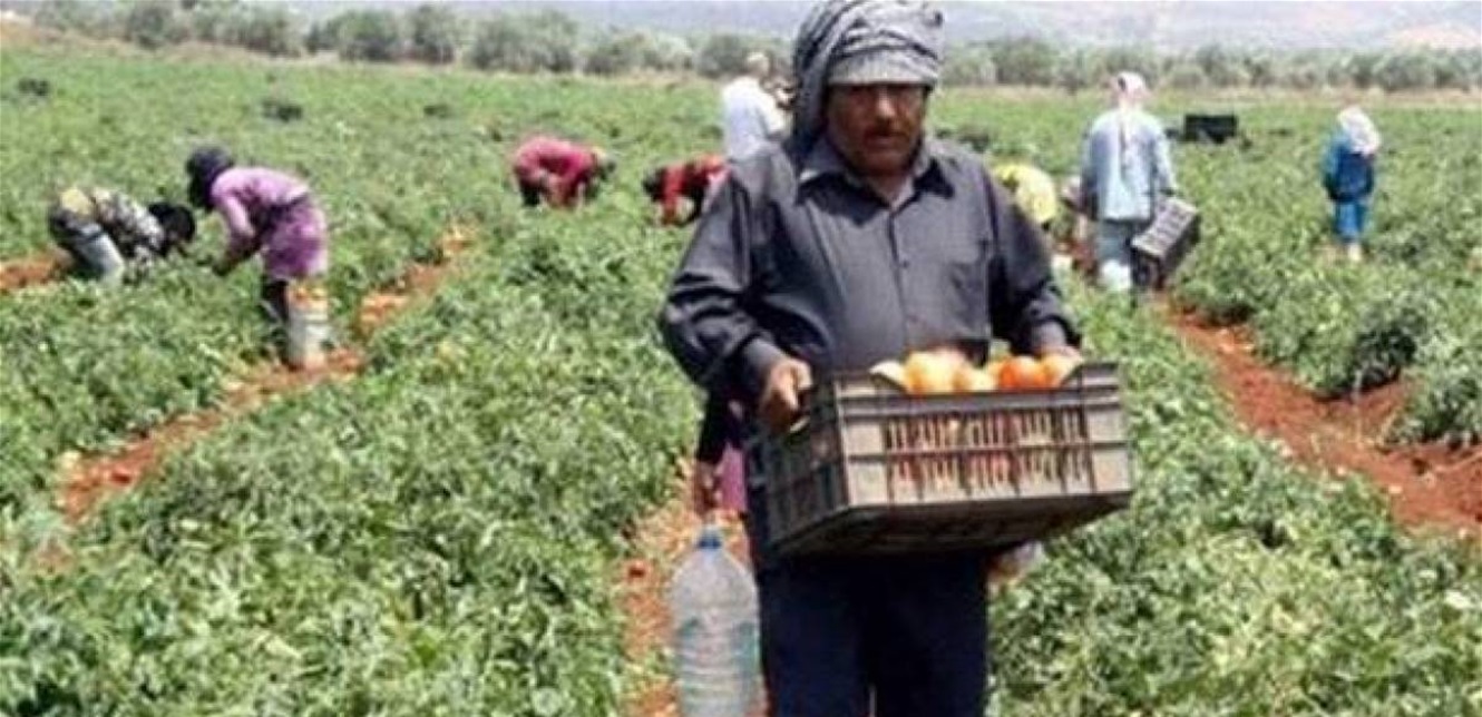 مزارعو الجنوب: كارثة زراعية ما لم ينفّذ الدعم