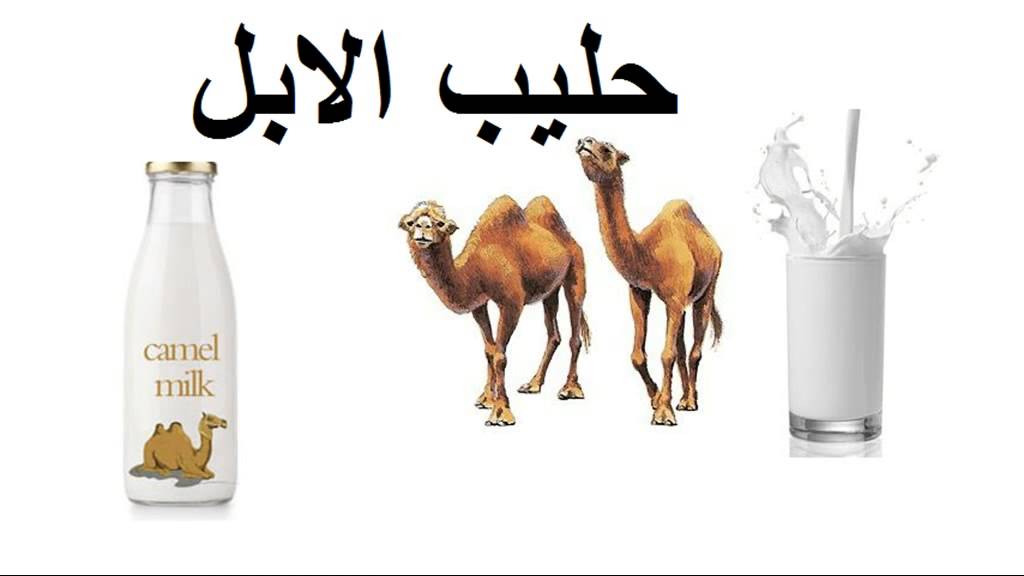 دراسة: حليب الإبل يكافح مرض السكري