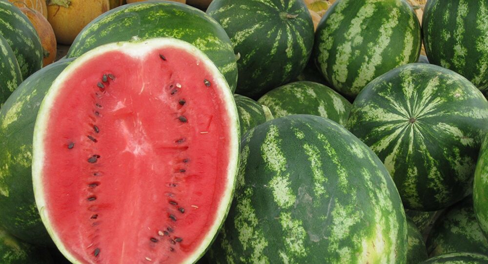 كوكتيل سيناوي تقليدي باستخدام البطيخ مقاوم لكل الفيروسات