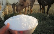 فوائد حليب الإبل للمناعة والتوحد وكورونا وغيره