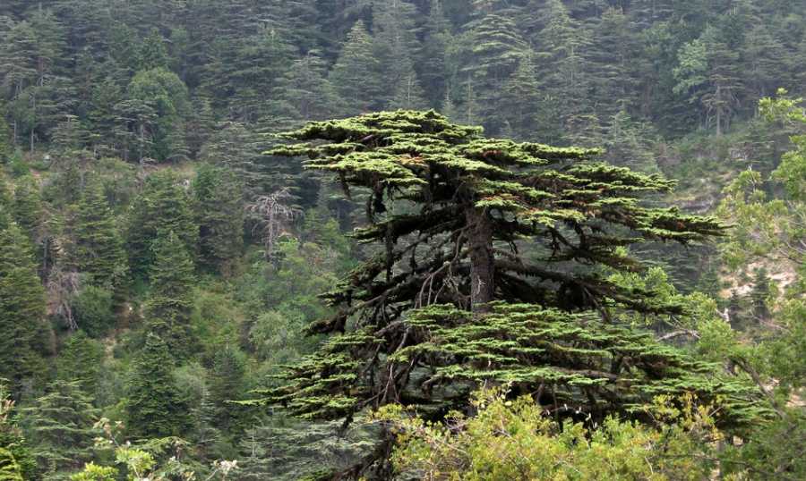 قرار من وزير البيئة لمحبي الطبيعة بمناسبة اليوم الوطني للمحميات....