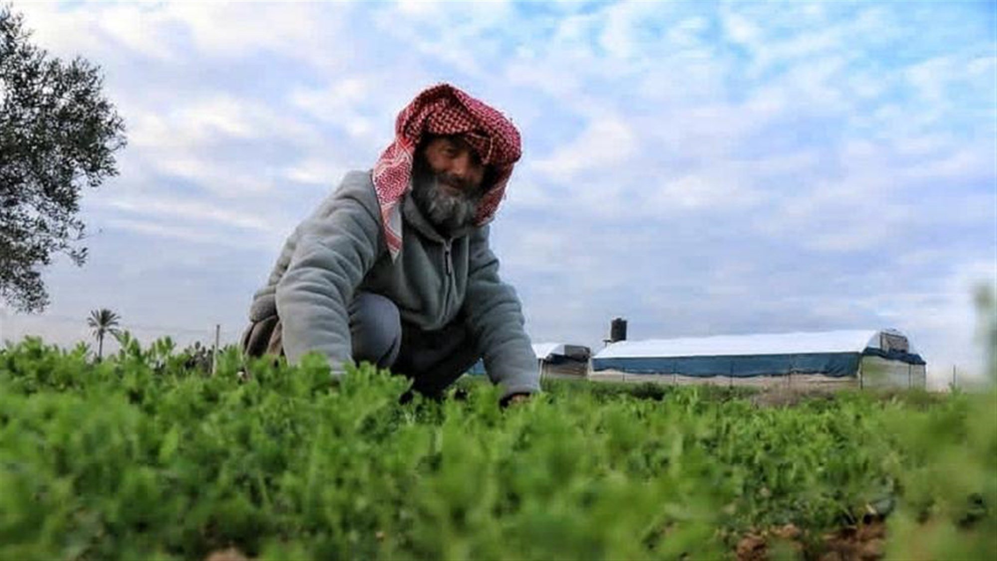 المزارعون يرمون إنتاجهم.. والتصعيد الأسبوع المقبل