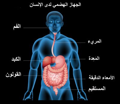 كيف يؤثر تلوث الهواء على الجهاز الهضمي؟