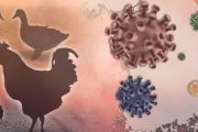 الصحة العالمية تتخوف من تفشي إنفلونزا الطيور بين البشر: 