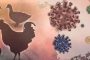الصحة العالمية تتخوف من تفشي إنفلونزا الطيور بين البشر: 