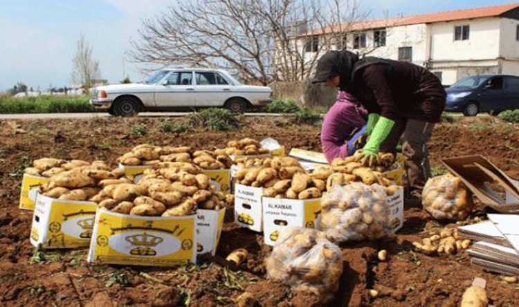 مزارعو البطاطا: إدخال المصرية إلى لبنان سيواجه بالتصعيد