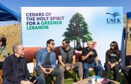 غابة أرز جامعة الروح القدس في أعالي صنين