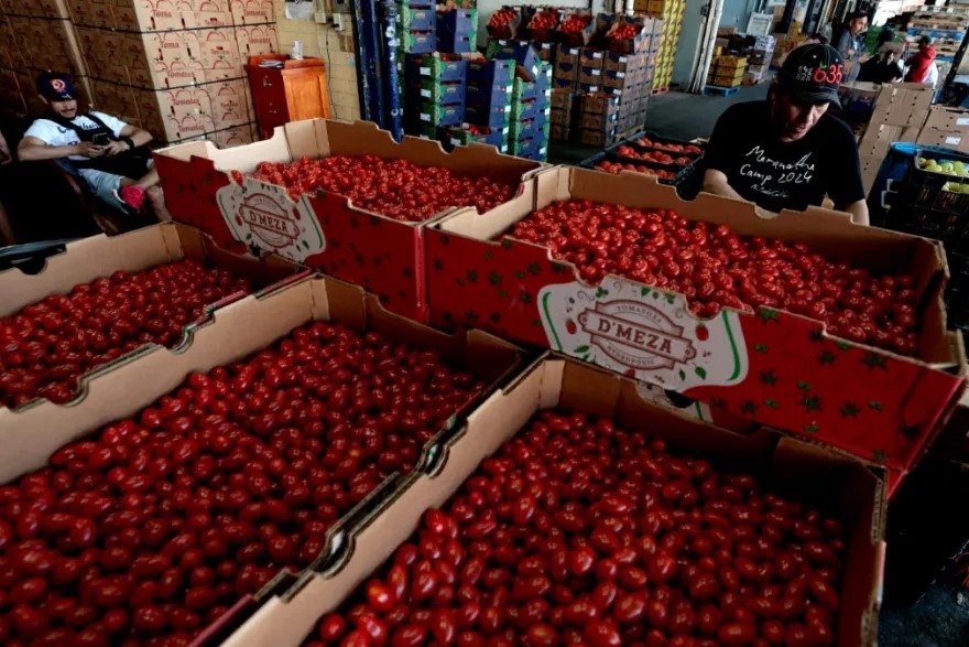 رسوم أميركية بنسبة 17% على واردات الطماطم (البندورة) المكسيكية