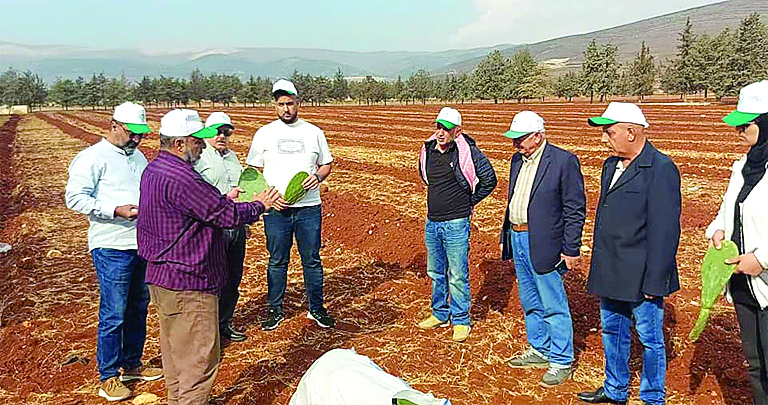 “أكساد” باشرت بنشر زراعة الصبار وأنشأت حقل أمهات في كفردان
