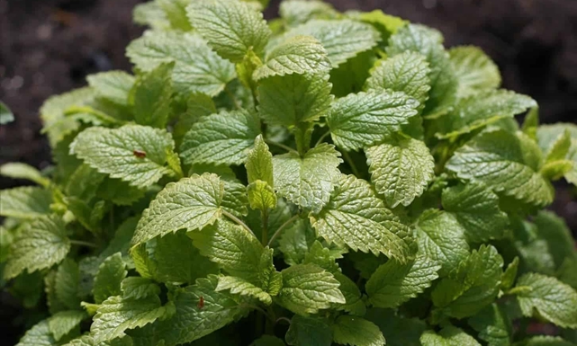 ما هي فوائد عشبة المليسة؟ وما علاقتها بتهدئة القلق والأعصاب؟