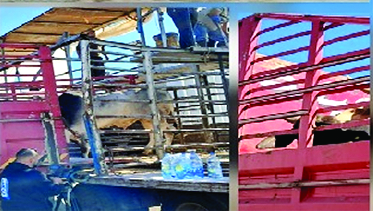 وزارة الزراعة نظمت جولة في مرفأ بيروت لمواكبة أعمال الحجر على الأبقار