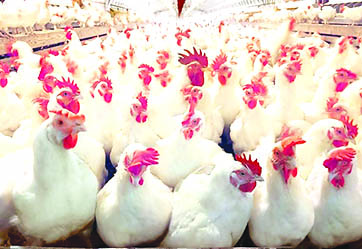 اللجنة المركزية للدواجن تحذر من سموم فطرية في أعلاف الدجاج