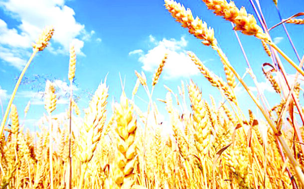 صناديق التحوّط تراهن على صعود القمح بسبب أميركا وحرب الشرق الأوسط