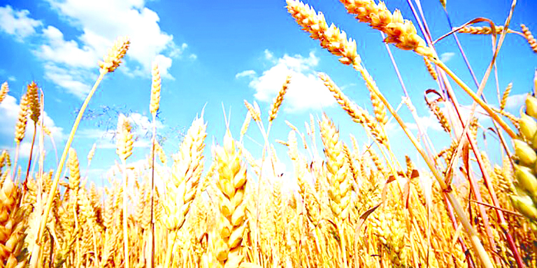 صناديق التحوّط تراهن على صعود القمح بسبب أميركا وحرب الشرق الأوسط