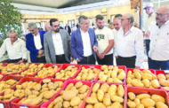 إطلاق صنف البطاطا الجديد “فاجا” في سرعين برعاية الوزير هاني وبمبادرة من النائب ضاهر